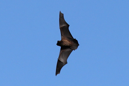 Azores Noctule
