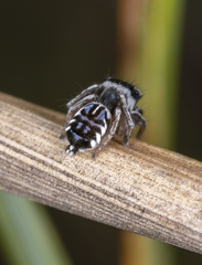 Maratus sceletus