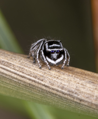 Maratus sceletus