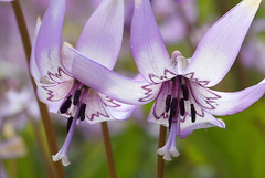 Erythronium japonicum