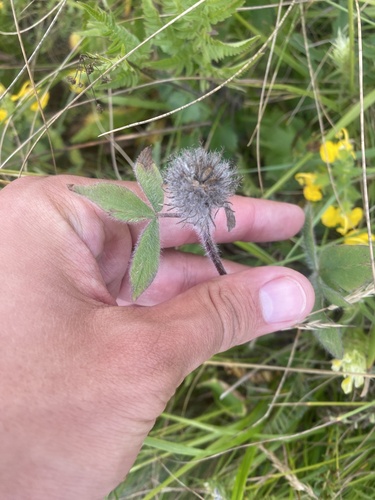 hen eggs clover (Trifolium trichocephalum)