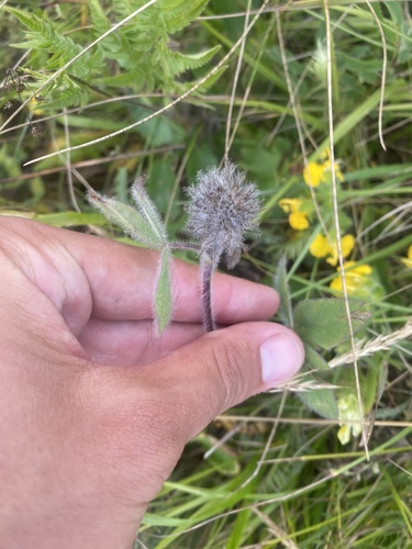 Trifolium trichocephalum, photograph 4