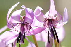 Erythronium japonicum