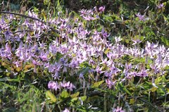 Erythronium japonicum