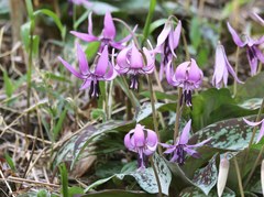 Erythronium japonicum