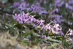 Erythronium japonicum