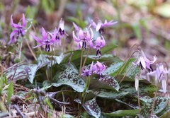 Erythronium japonicum
