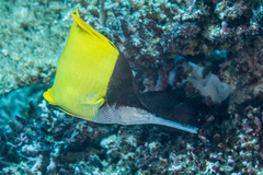 Forcipiger longirostris