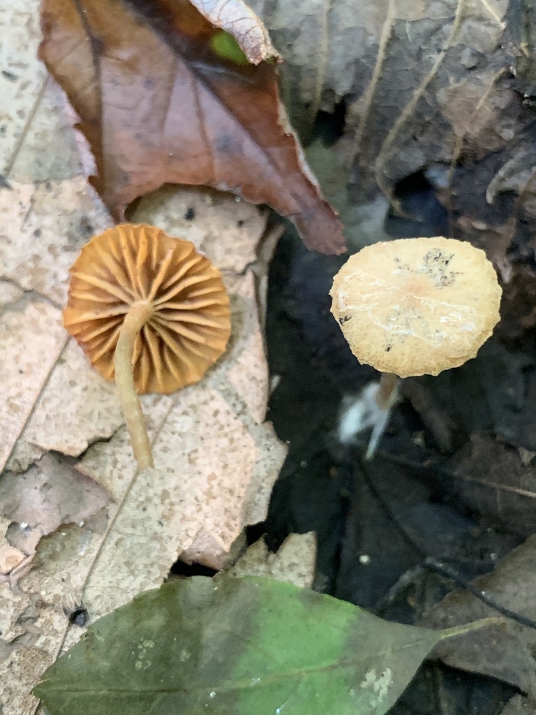 Tubaria sp. 'NY01'