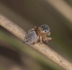 Maratus sceletus