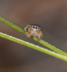 Maratus sceletus