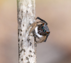 Maratus anomalus