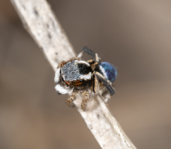 Maratus anomalus