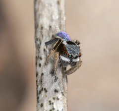 Maratus anomalus