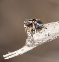 Maratus anomalus