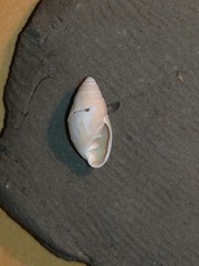 Ellobioidea