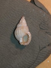 Tritia incrassata