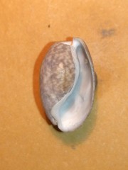 Bulla striata