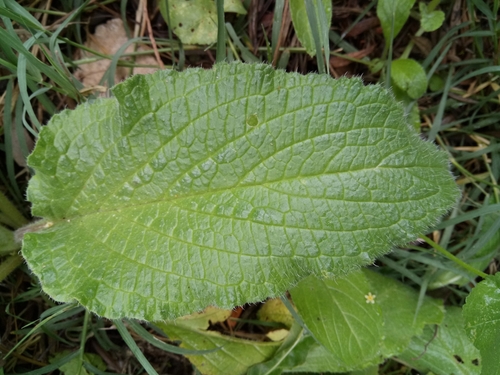 Borago image