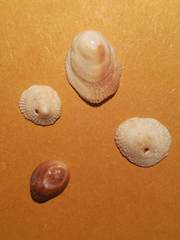 Pilosabia trigona