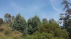 Cupressus guadalupensis