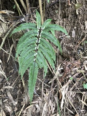 Pteris aspericaulis