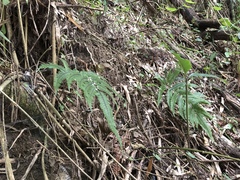 Pteris aspericaulis