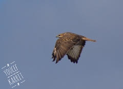 Buteo rufinus cirtensis