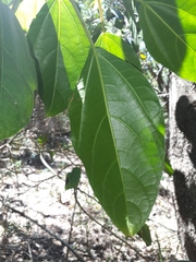 Dendrocnide photiniiphylla