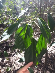 Dendrocnide photiniiphylla