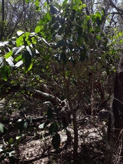 Dendrocnide photiniiphylla