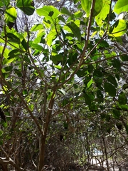 Dendrocnide photiniiphylla