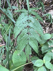 Pteris arisanensis