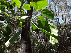 Dendrocnide photiniiphylla