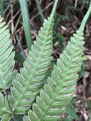 Pteris arisanensis