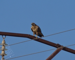 Buteo rufinus cirtensis