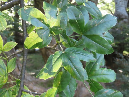 Alpine Laburnum (Laburnum alpinum)