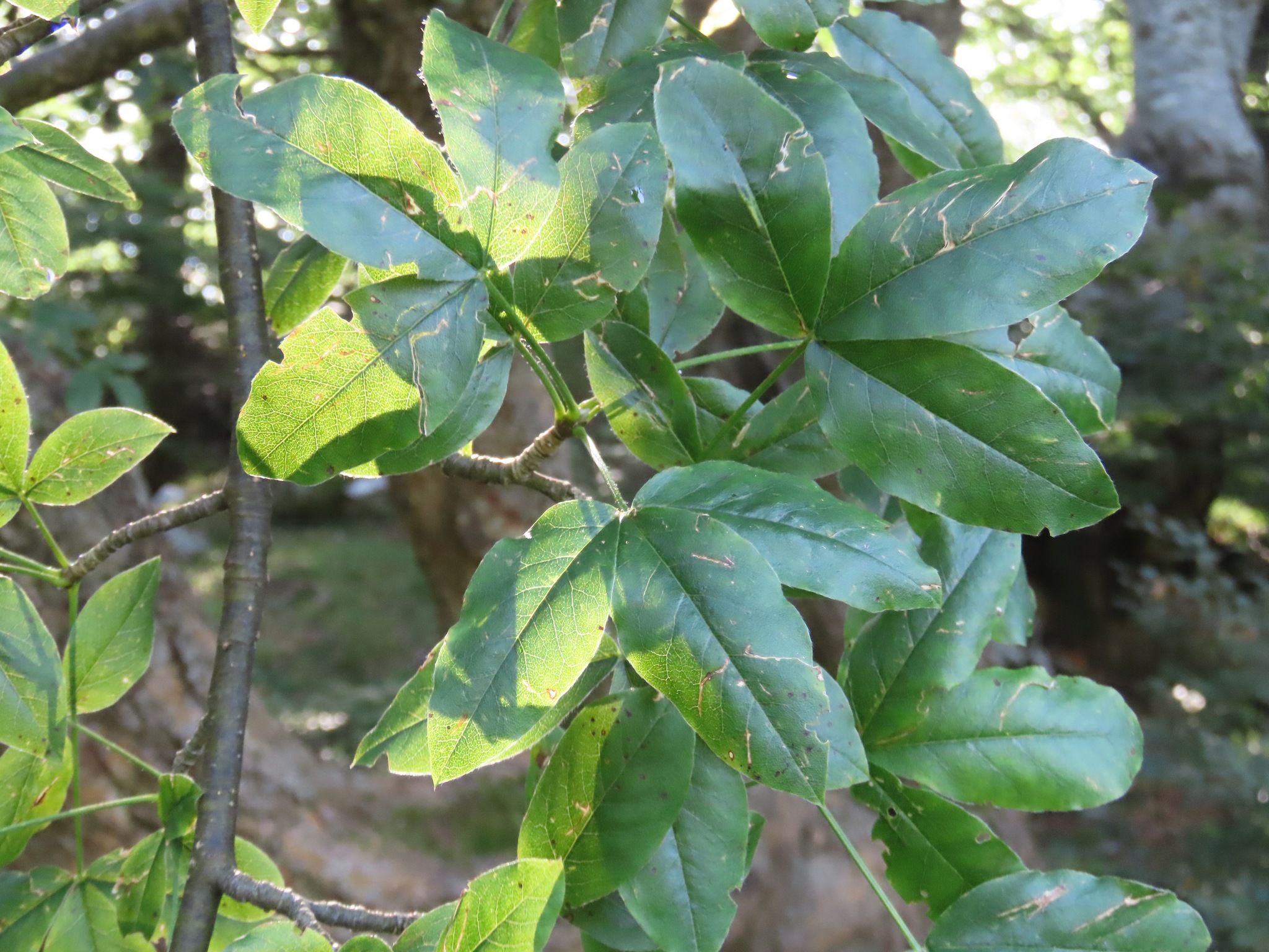 Alpine Laburnum (Laburnum alpinum)