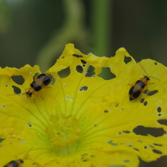 Aulacophora hilaris