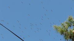 Ciconia ciconia