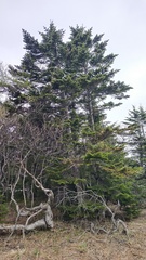Abies sachalinensis, photograph (c) Andrew Bazdyrev, some rights reserved (CC BY)