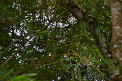 Thamnophilus tenuepunctatus