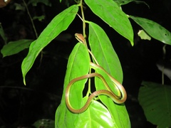 Dendrelaphis formosus