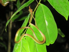 Dendrelaphis formosus