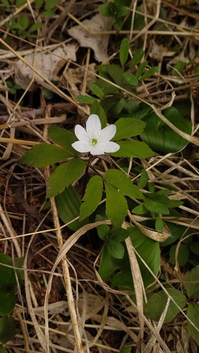 Anemone soyensis iNat (1)