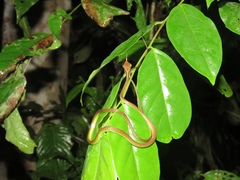 Dendrelaphis formosus