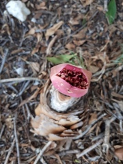 Boophone haemanthoides