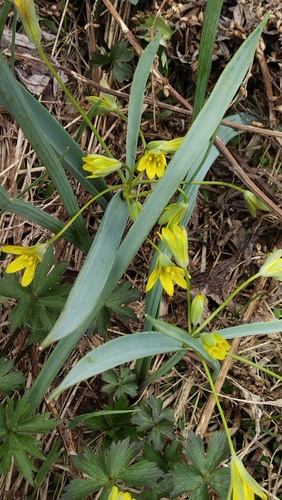Oriental yellow gagea (Gagea nakaiana)