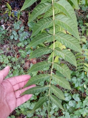 Ailanthus altissima image