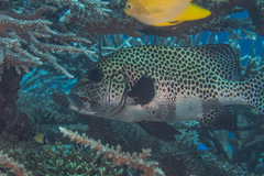 Plectorhinchus chaetodonoides